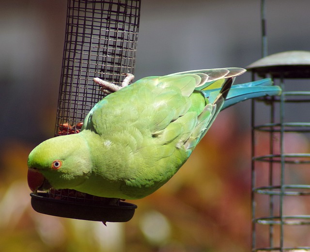 长尾小鹦鹉 绿色 鹦鹉 - 上的免费照片