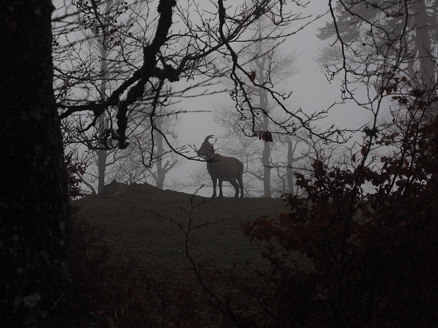 高山 Ibex 摩羯座 动物 - 上的免费照片