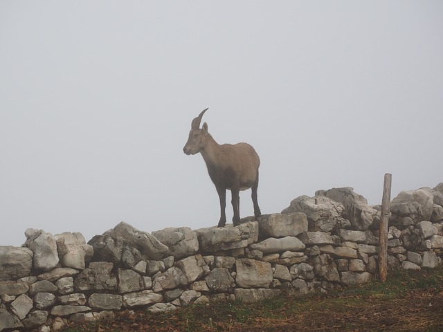 高山 Ibex 摩羯座 动物 - 上的免费照片