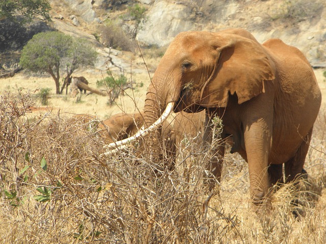大象 肯尼亚 非洲 - 上的免费照片