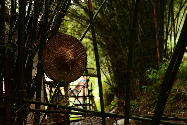 竹林 乡村 风景 - 上的免费照片