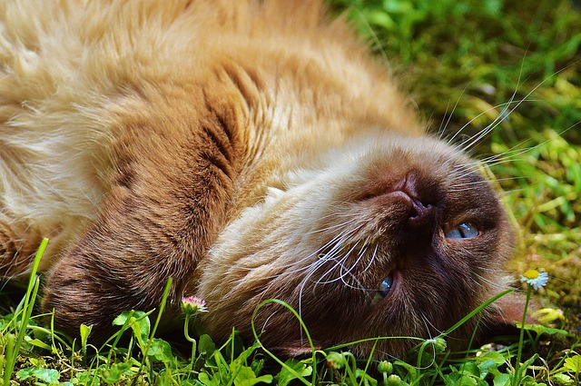 猫 英国短毛猫 毛皮 - 上的免费照片