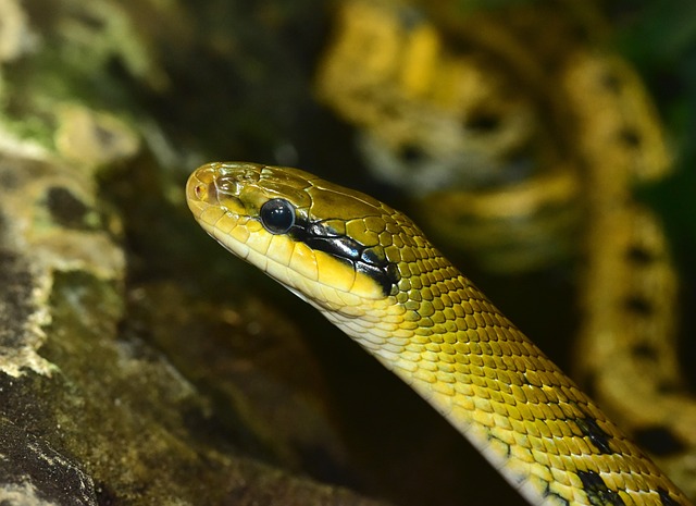 线 爬虫 台湾美丽的蛇 - 上的免费照片