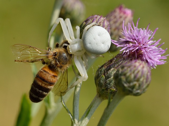 蛛形纲 木虱科 Misumena Vatia - 上的免费照片