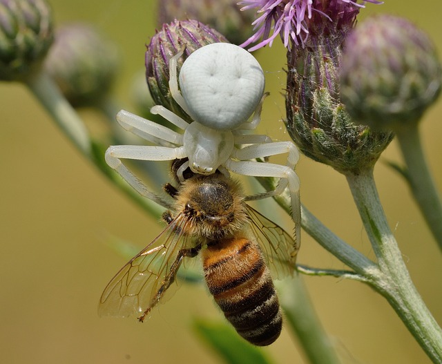 蛛形纲 木虱科 Misumena Vatia - 上的免费照片