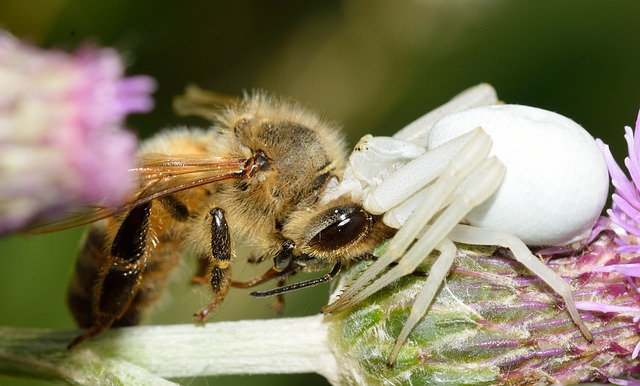 蛛形纲 木虱科 Misumena Vatia - 上的免费照片