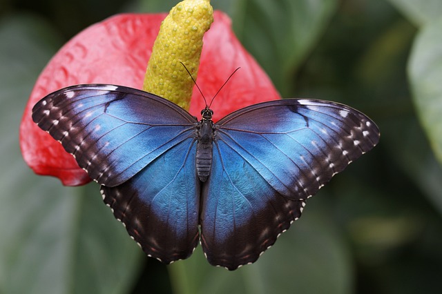 蓝蝶 蝴蝶 花 - 上的免费照片