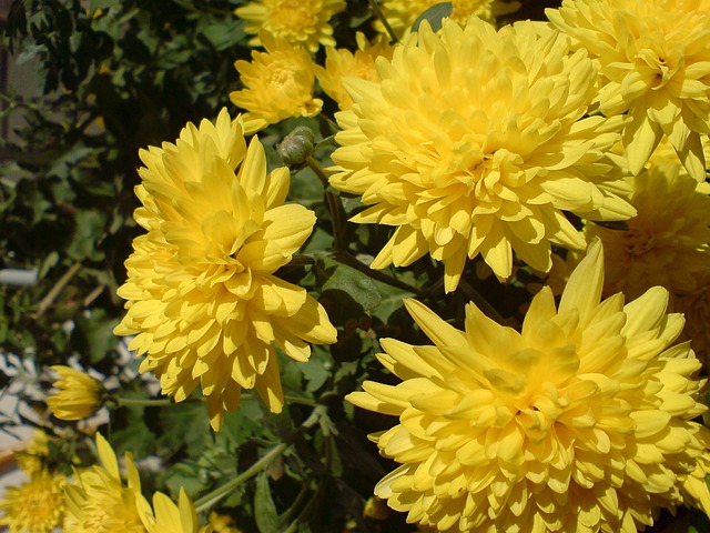 菊花 黃色 花 - 上的免费照片