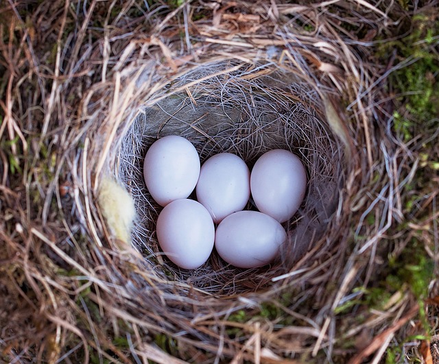 燕窝 巢 鸟蛋 - 上的免费照片