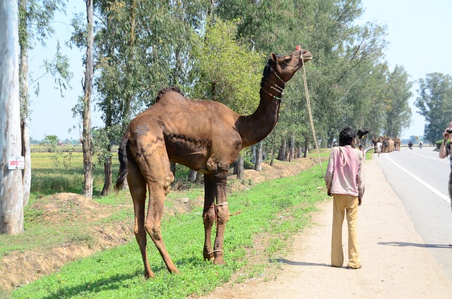 印度 街头哺乳动物 骆驼 - 上的免费照片