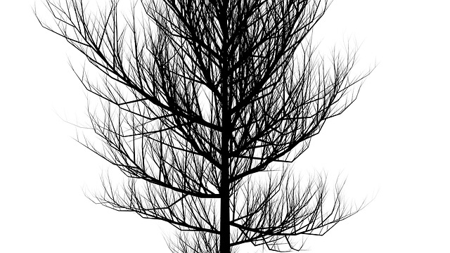 树 轮廓 黑色的 - 上的免费图片