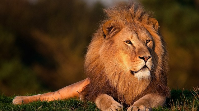 狮子 狮子王 森林王狮子 - 上的免费照片