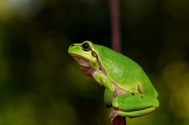 地中海树蛙 绿蛙 青蛙 - 上的免费照片