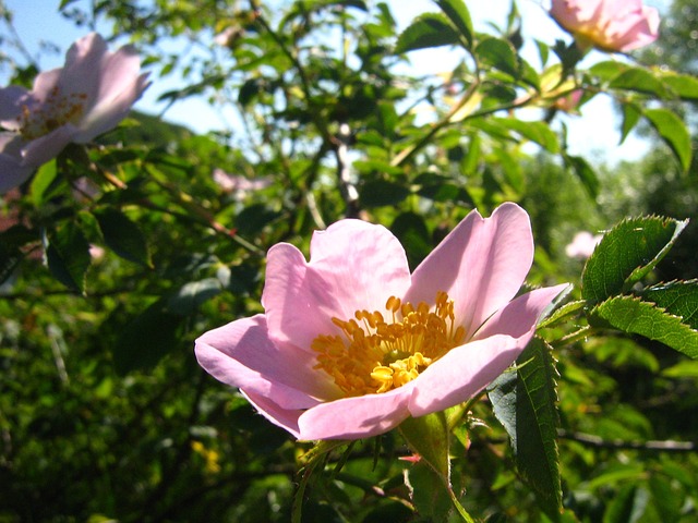 玫瑰 布莱恩 · 玫瑰果花 - 上的免费照片