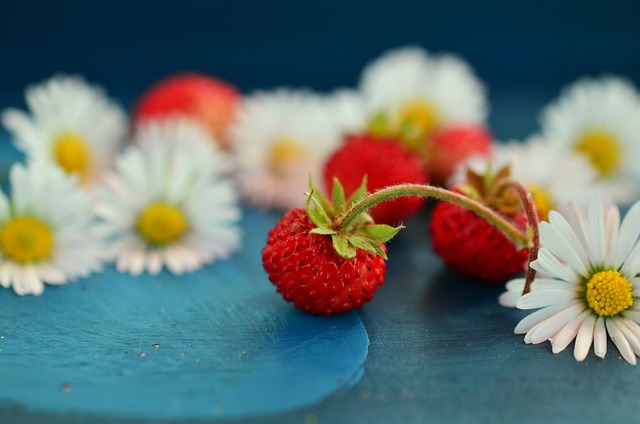 草莓 野草莓 雏菊 - 上的免费照片