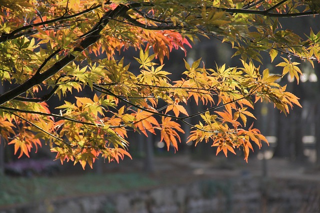 红枫 春天 中国风 - 上的免费照片