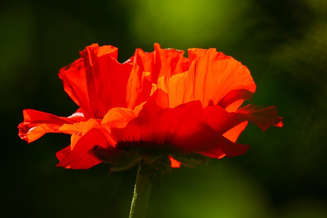罂粟 罂粟花 红色的 - 上的免费照片