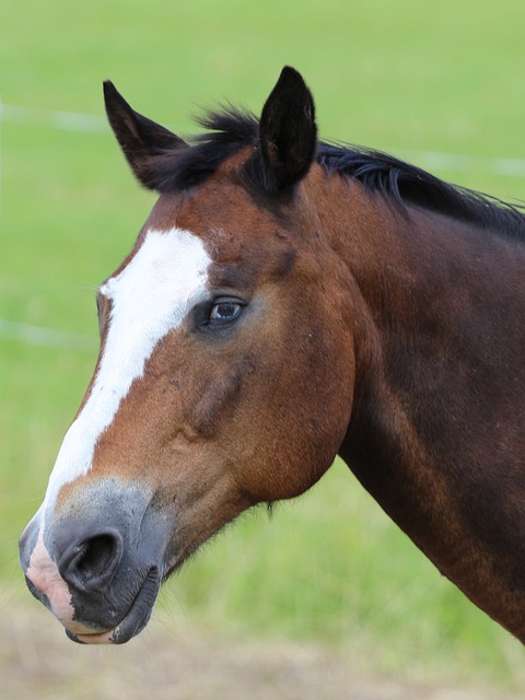马 动物肖像 马头 - 上的免费照片