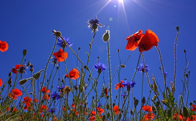罂粟花 蓝天 花朵 - 上的免费照片