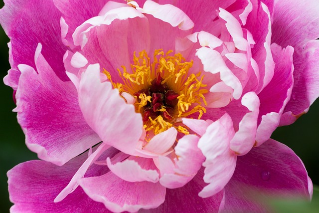 牡丹 花 自然 - 上的免费照片