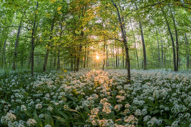 森林 野蒜 日落 - 上的免费照片