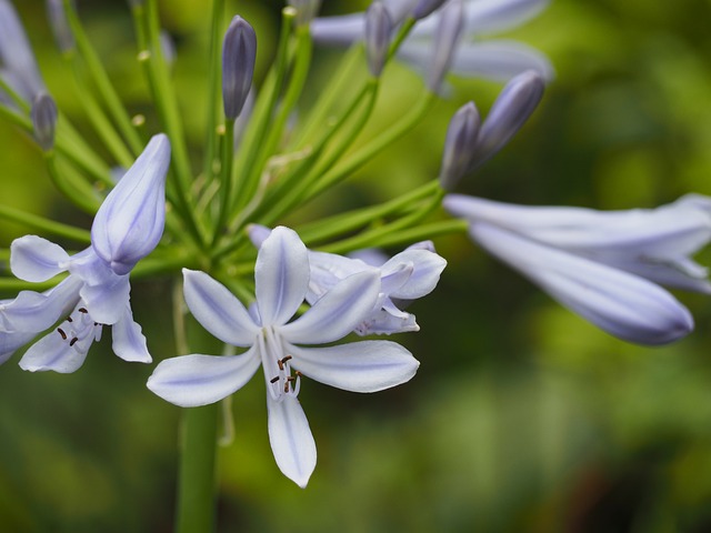 Agapanthus 鲜花 - 上的免费照片