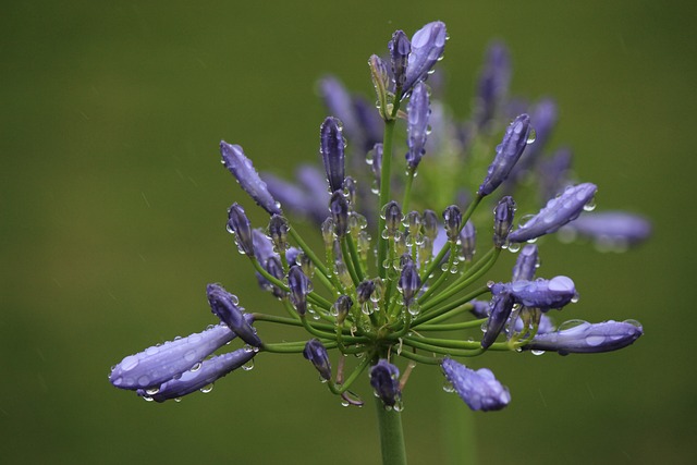 Agapanthus 福岛 水滴 - 上的免费照片