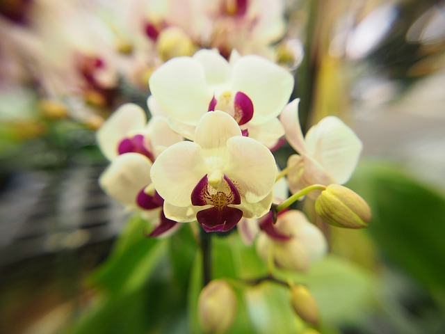 蘭花 蝴蝶蘭 白花 - 上的免费照片