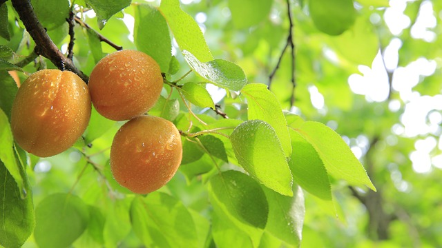 桃子 黄桃 水果 - 上的免费照片