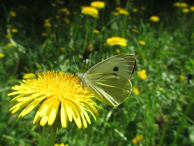 蝴蝶 绿纹白 昆虫 - 上的免费照片