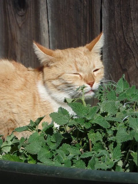 猫 虎斑猫 猫薄荷 - 上的免费照片