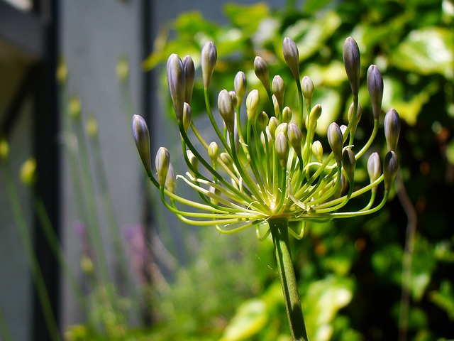 Agapanthus 花朵 植物 - 上的免费照片