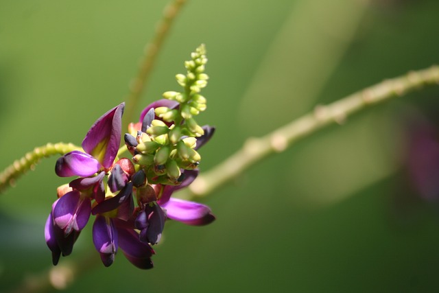 葛花 日本竹芋 紫色的 - 上的免费照片