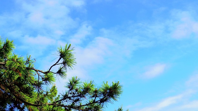 天空 松 轻炮 - 上的免费照片