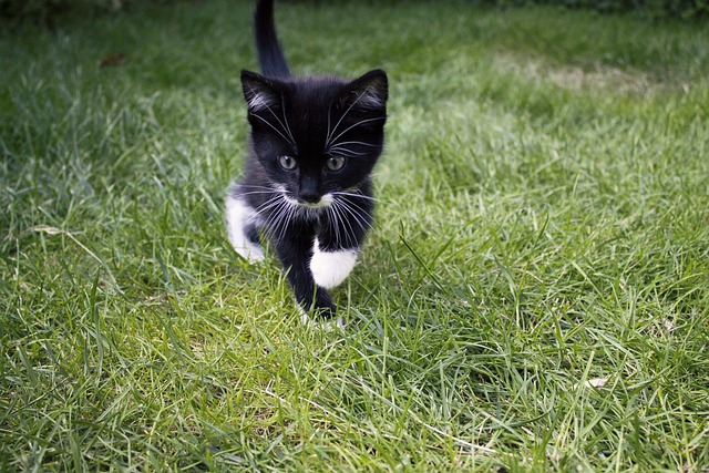 猫咪 动物 草 - 上的免费照片