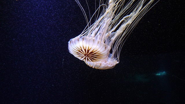 海蜇 Cnidarian 美杜莎 - 上的免费照片