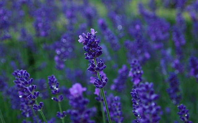熏衣草 雨 蓝紫色的花 - 上的免费照片
