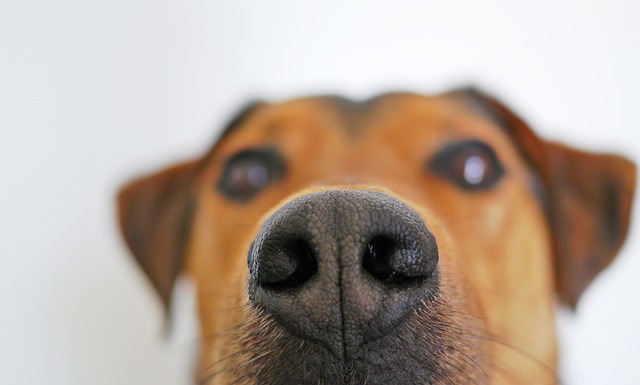 狗 鼻子 嗅 - 上的免费照片