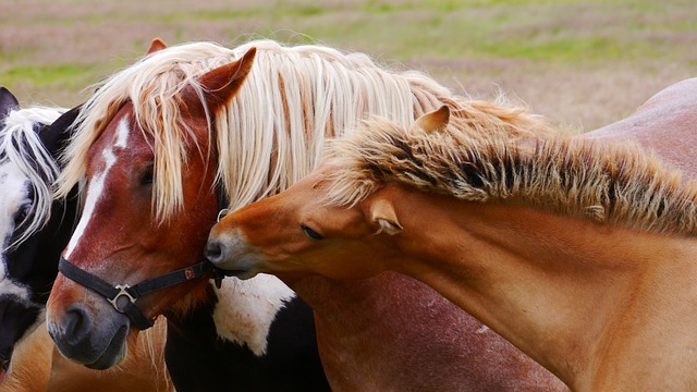 马 马匹 冷血的动物 - 上的免费照片