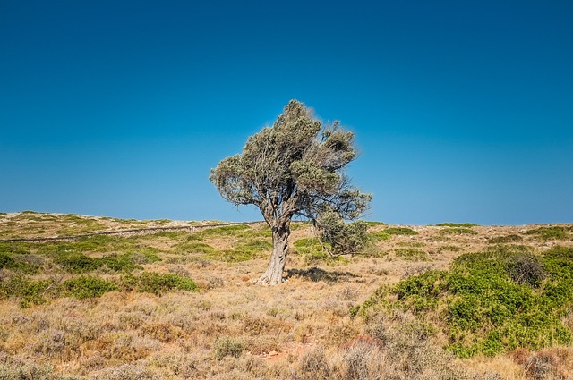 树 干旱 沙漠 - 上的免费照片