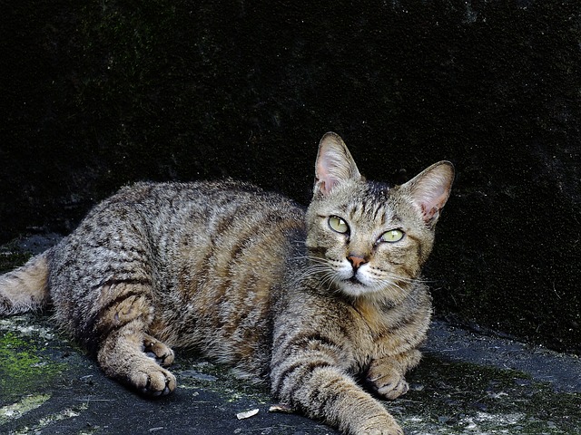 猫 動物 可愛 - 上的免费照片