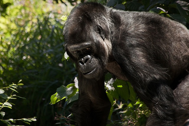 大猩猩 猴 动物 - 上的免费照片