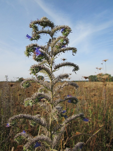 藜麦 Blueweed 毒蛇 - 上的免费照片