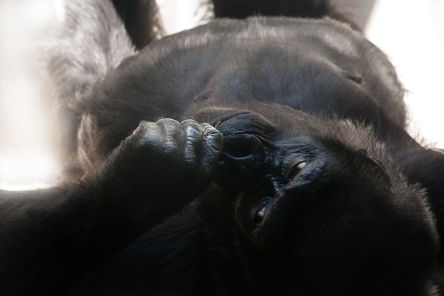 大猩猩 银背 猴 - 上的免费照片