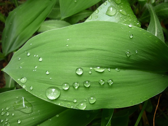 绿叶 只需要加水 雨 - 上的免费照片