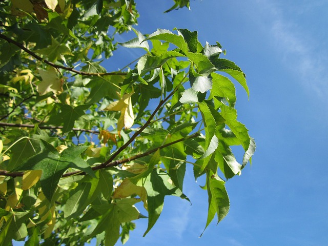 枫香 甜胶 红胶 - 上的免费照片