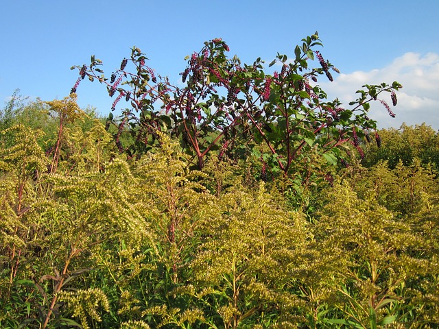 美洲商陆 商陆 加拿大一枝黄花 - 上的免费照片