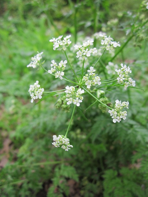 银杏 牛欧芹 野山萝卜 - 上的免费照片