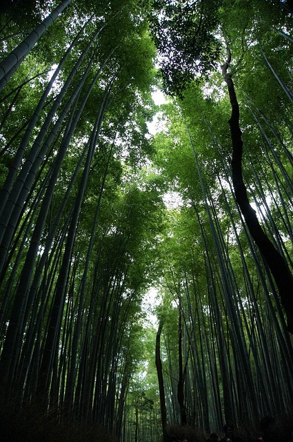 竹林 風景 竹子 - 上的免费照片