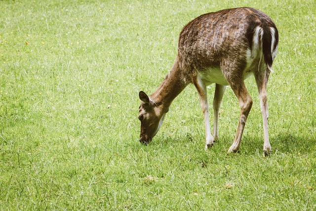 巴伐利亚州立森林 巴伐利亚 小鹿 - 上的免费照片